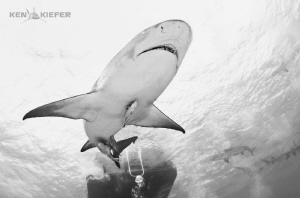 Lemon shark by the boat by Ken Kiefer 